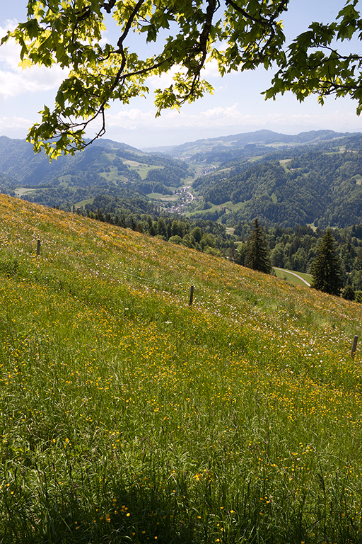 Aussicht vom Hoernli 2.jpg